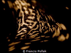 A close-up turned into Blach & White by Francis Pollak 